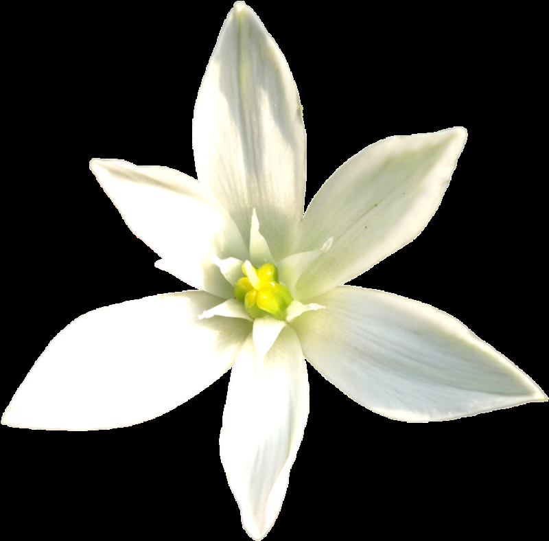 百合花免抠素材36