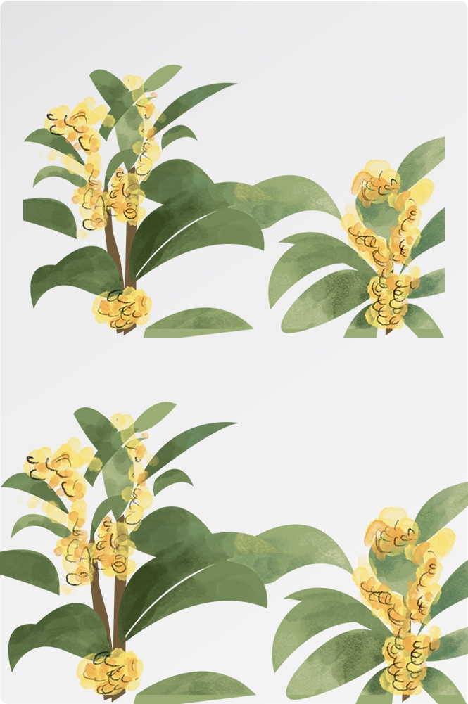 卡通手绘桂花花枝图案素材元素22