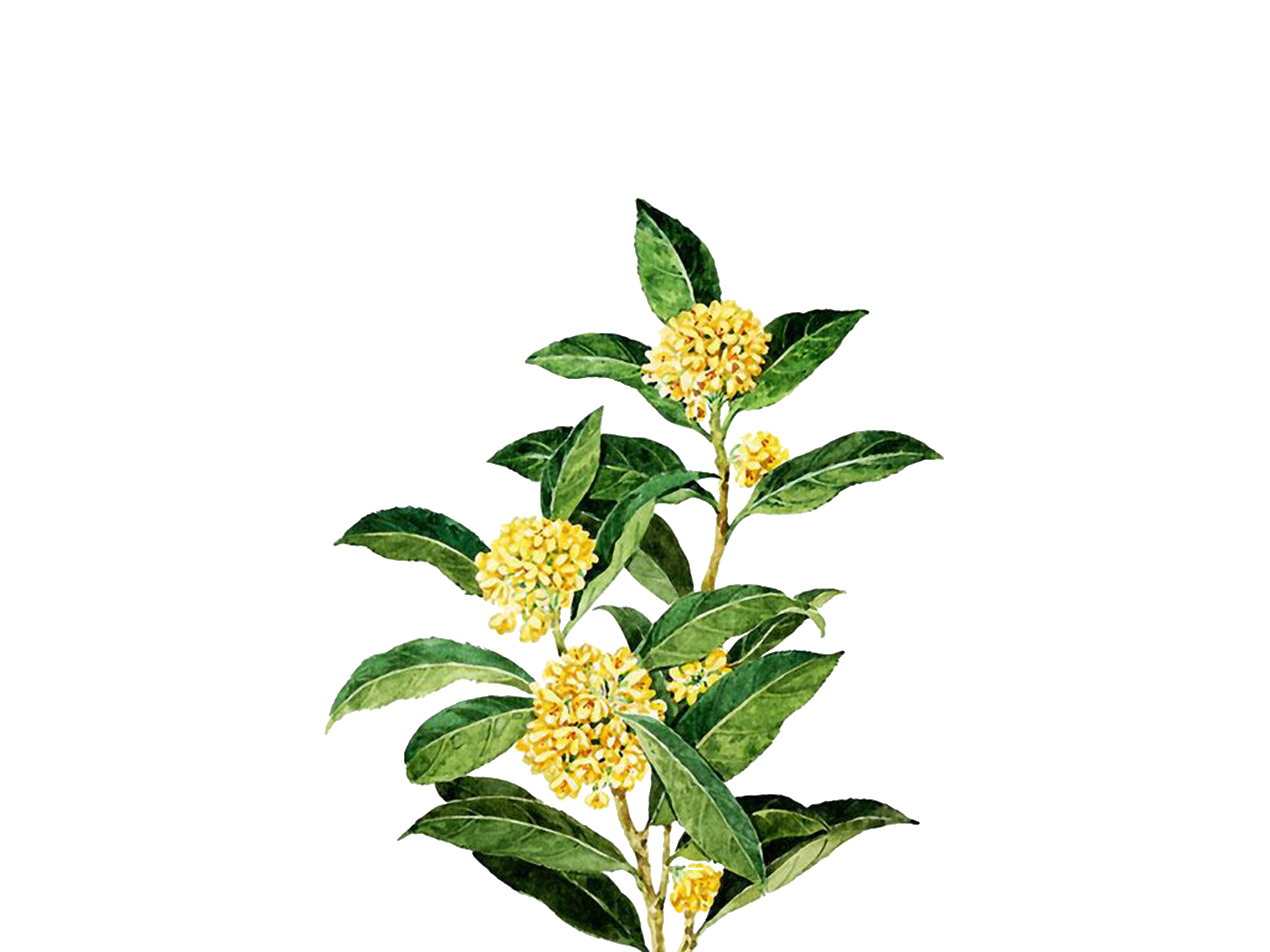 卡通手绘桂花花枝图案素材元素45