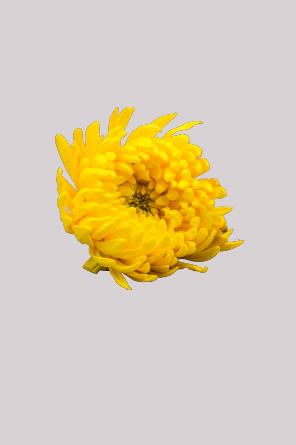 菊花雏菊装饰免抠元素素材42