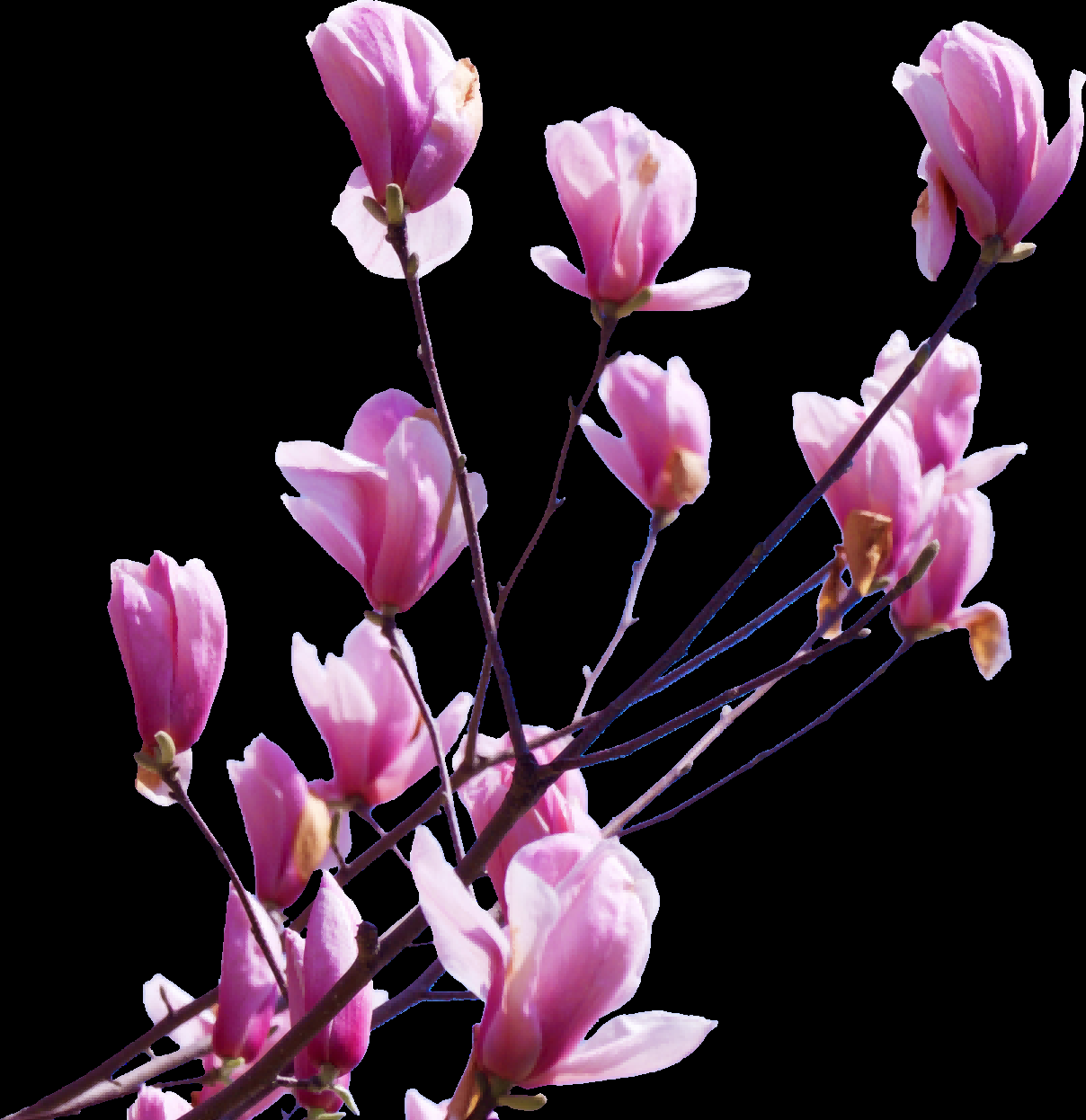 手绘淡雅玉兰花枝花朵装饰元素插图免抠素材8