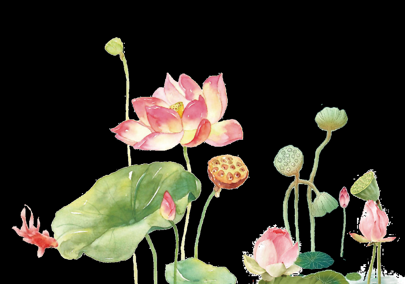 荷叶荷花素材插画装饰元素透明背景免抠素材19