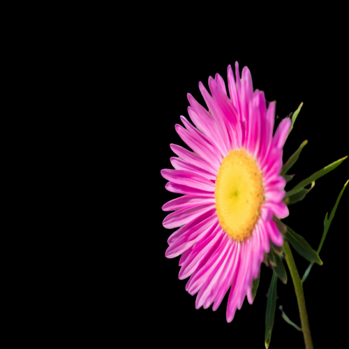 菊花雏菊装饰免抠元素素材4