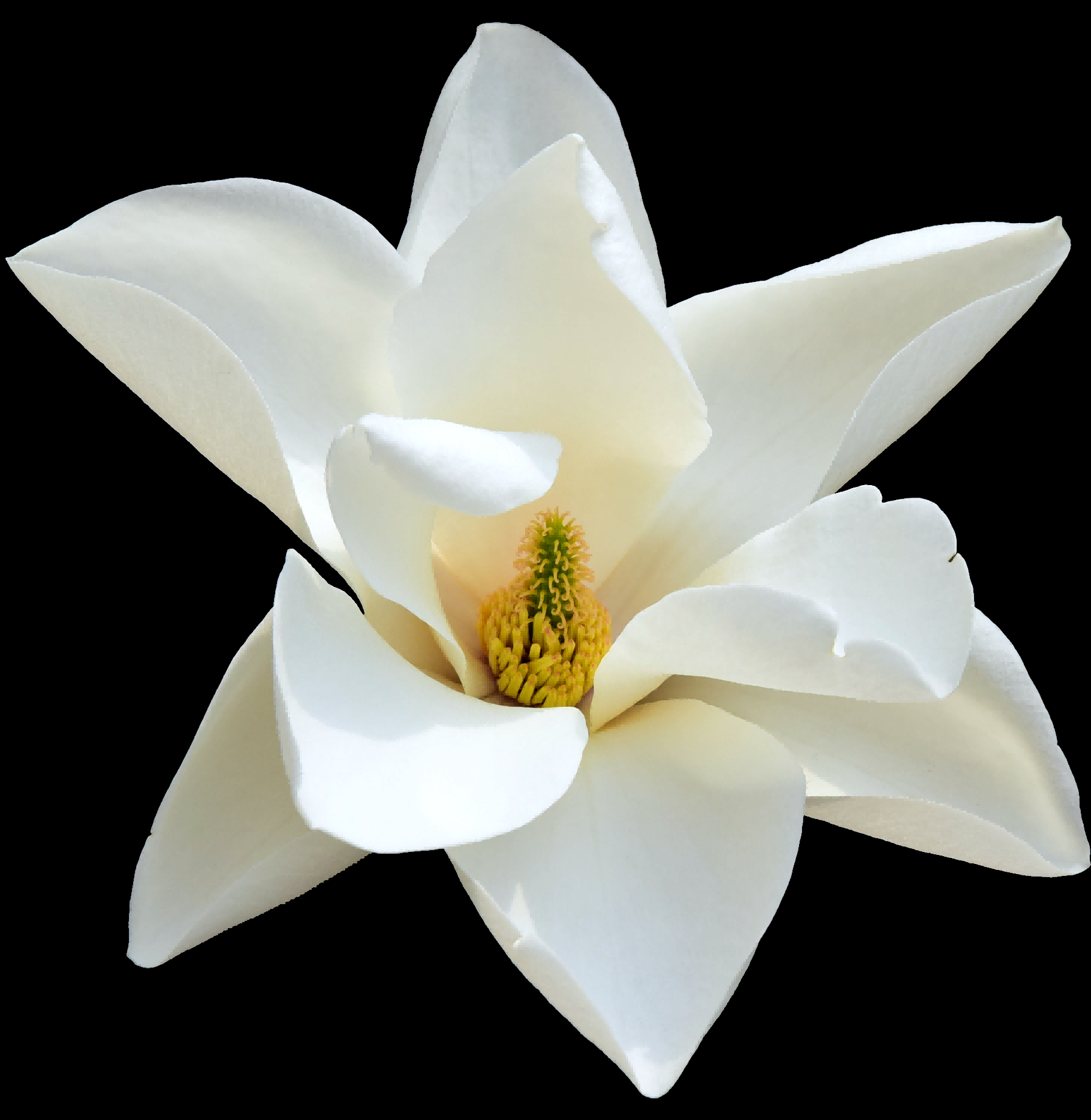 手绘淡雅玉兰花枝花朵装饰元素插图免抠素材13