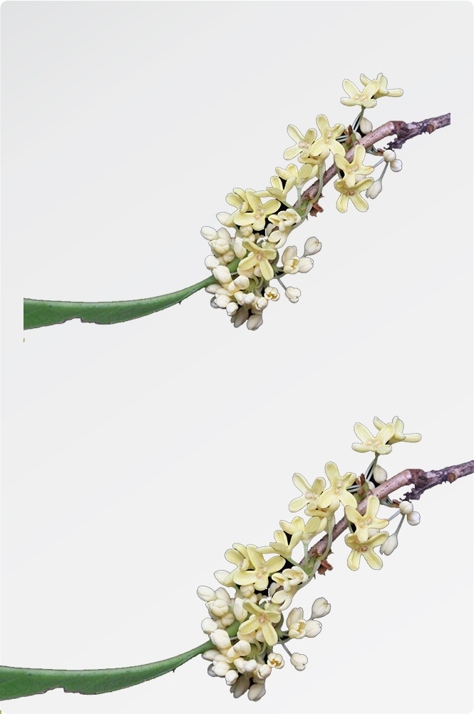 卡通手绘桂花花枝图案素材元素56