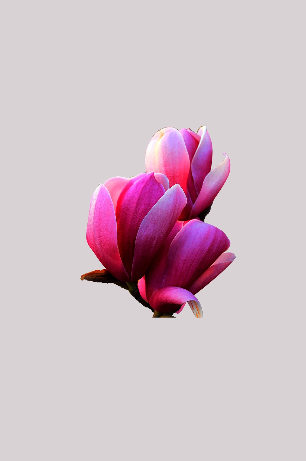 手绘淡雅玉兰花枝花朵装饰元素插图免抠素材44