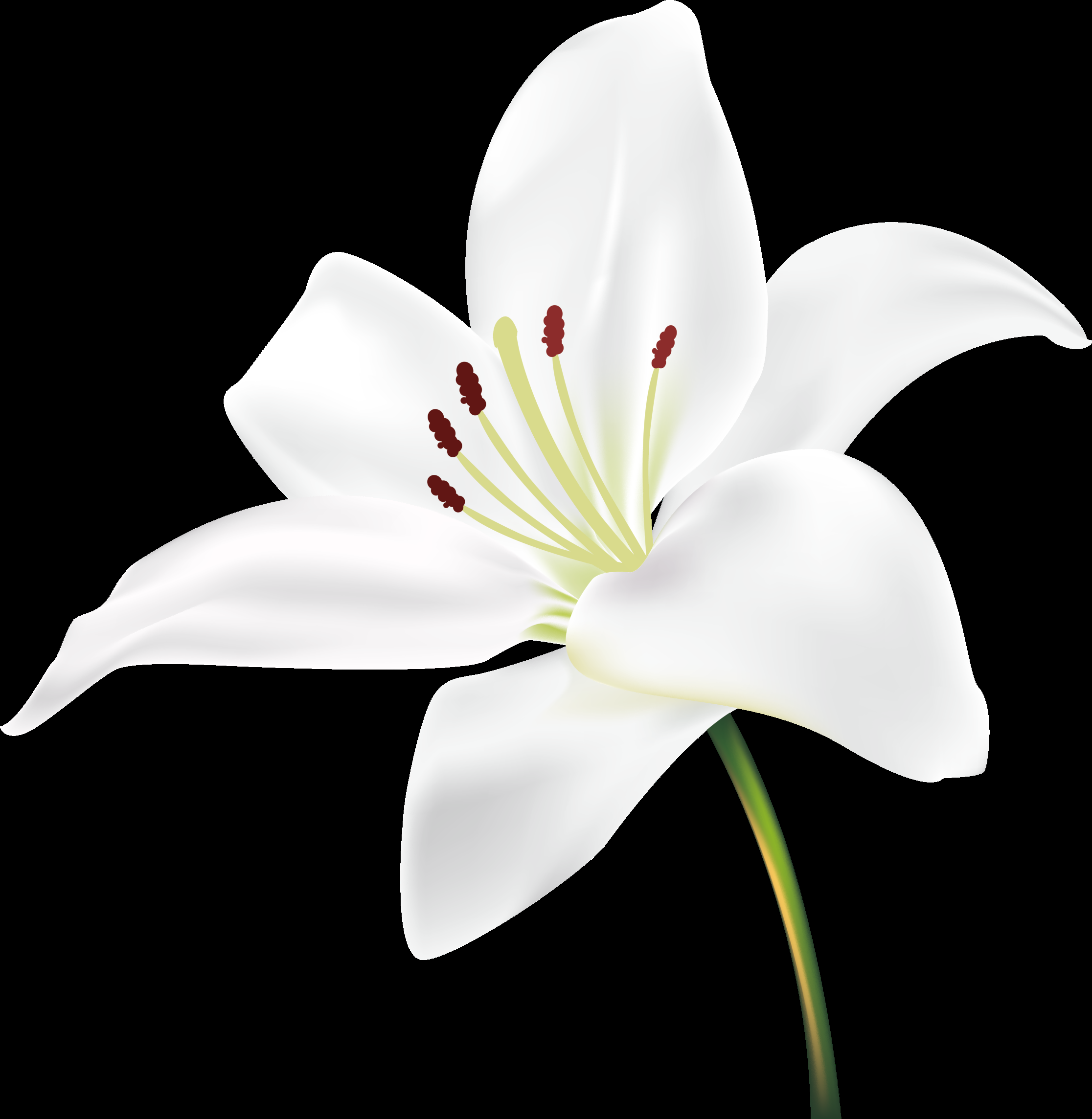 百合花免抠素材15