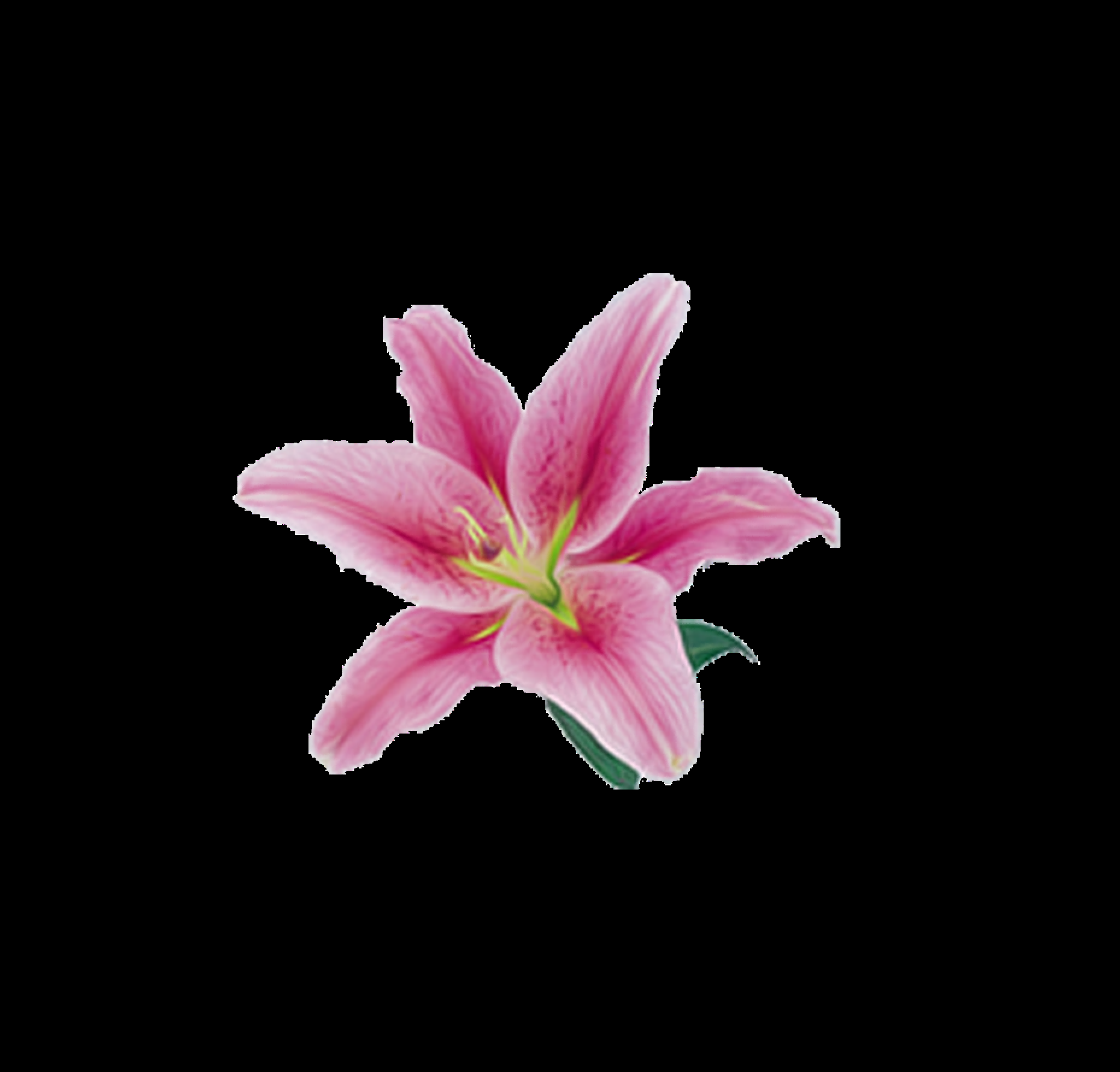 百合花免抠素材18