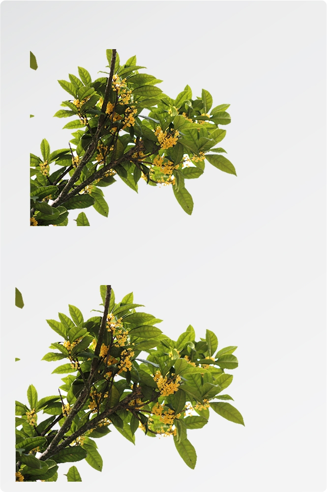 卡通手绘桂花花枝图案素材元素11