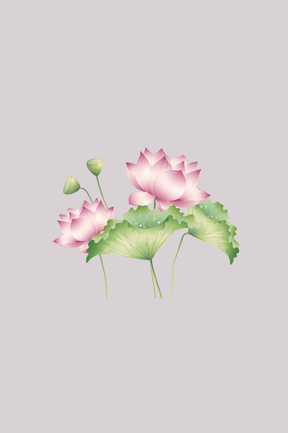 荷叶荷花素材插画装饰元素透明背景免抠素材15