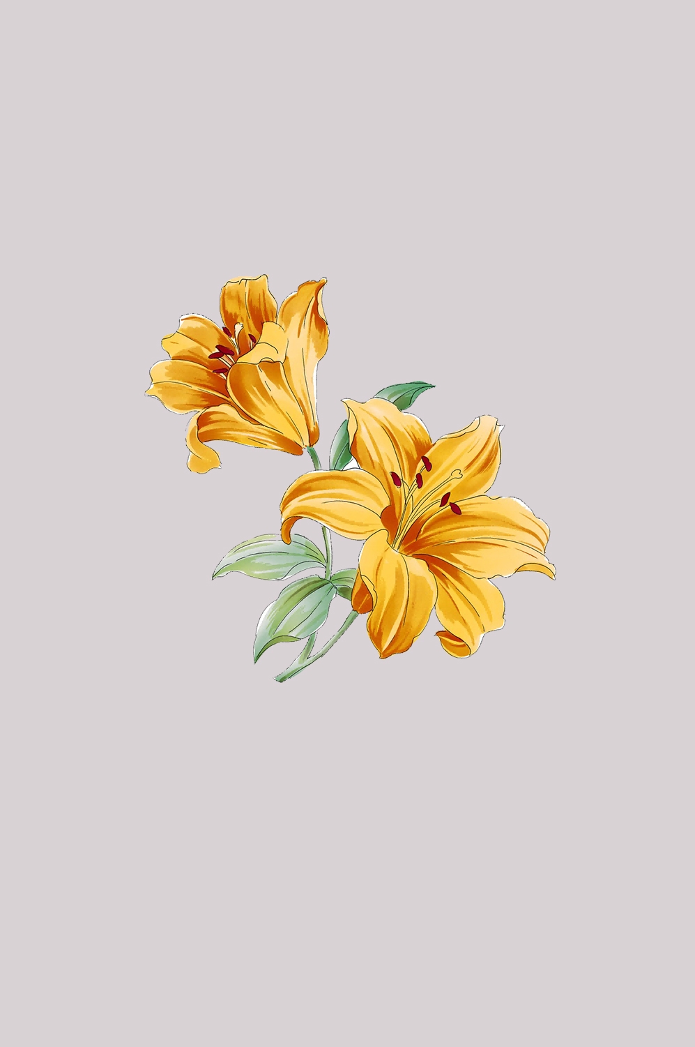 百合花免抠素材3