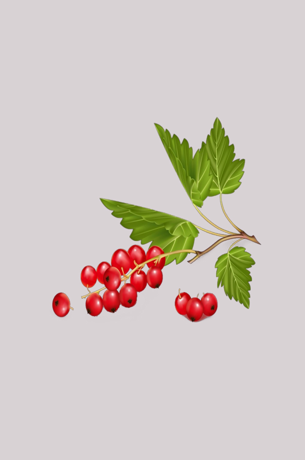 手绘山楂果图片素材装饰元素插画 免抠素材元素 (34)