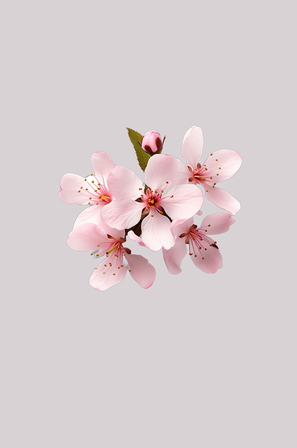 桃花素材图中国风海报设计桃树花枝透明背景71