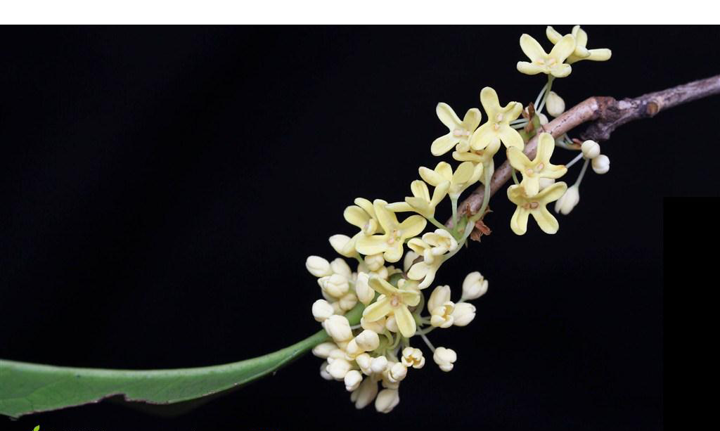 卡通手绘桂花花枝图案素材元素56