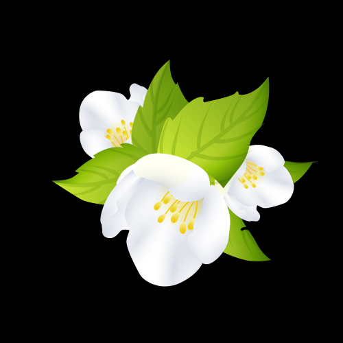 清新淡雅栀子花朵图片素材免抠元素4