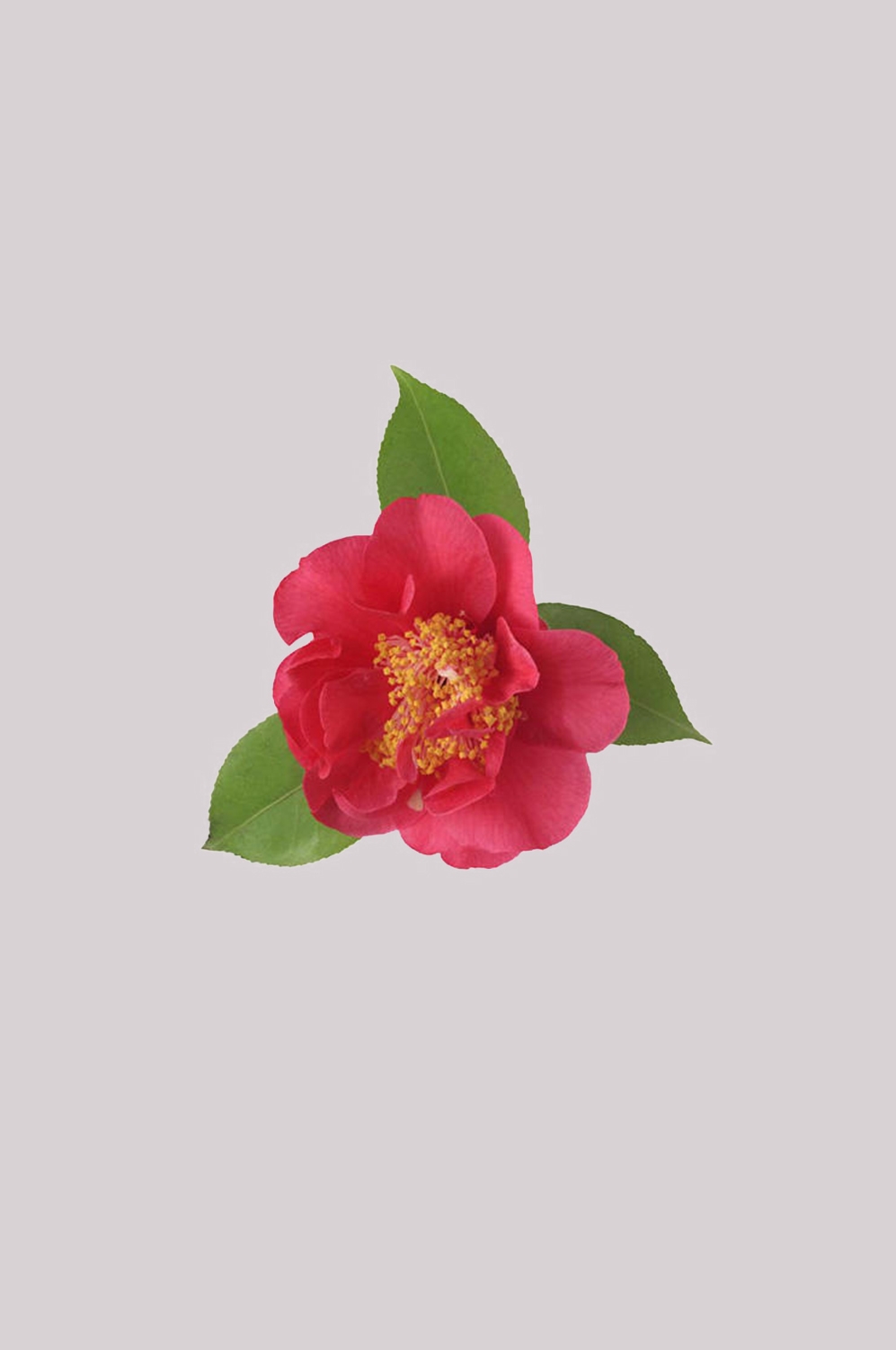 山茶花图片装饰图案插画素材23