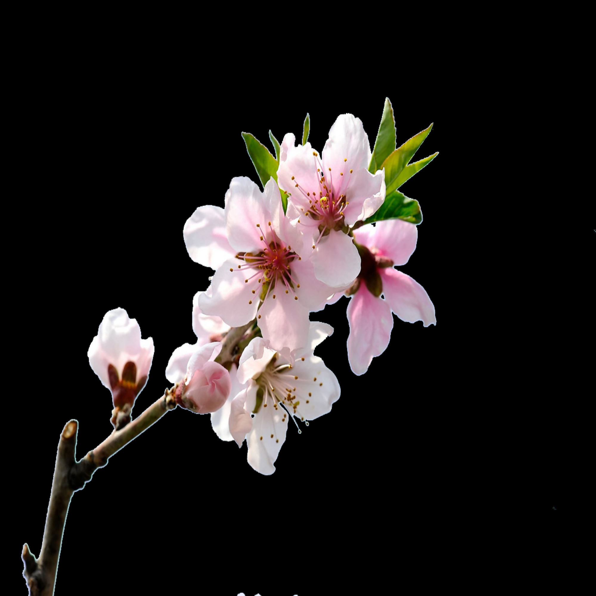 桃花素材图中国风海报设计桃树花枝透明背景11