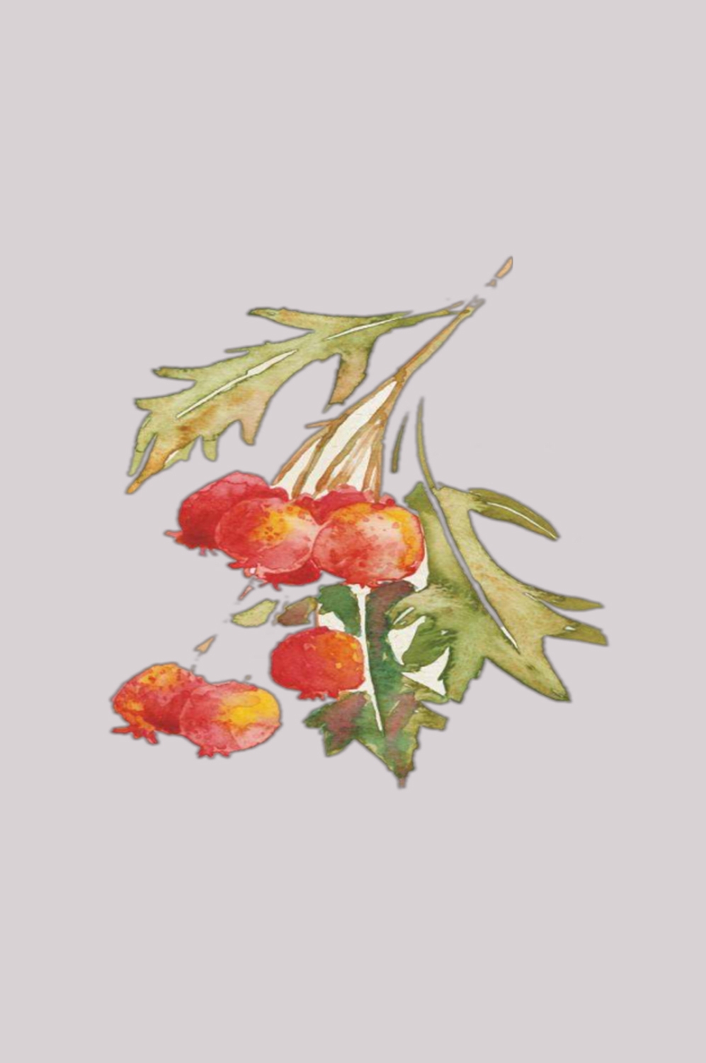 手绘山楂果图片素材装饰元素插画 免抠素材元素 (29)