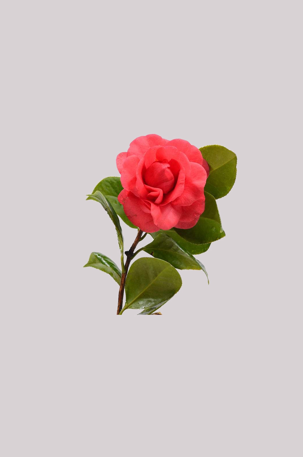 山茶花图片装饰图案插画素材33