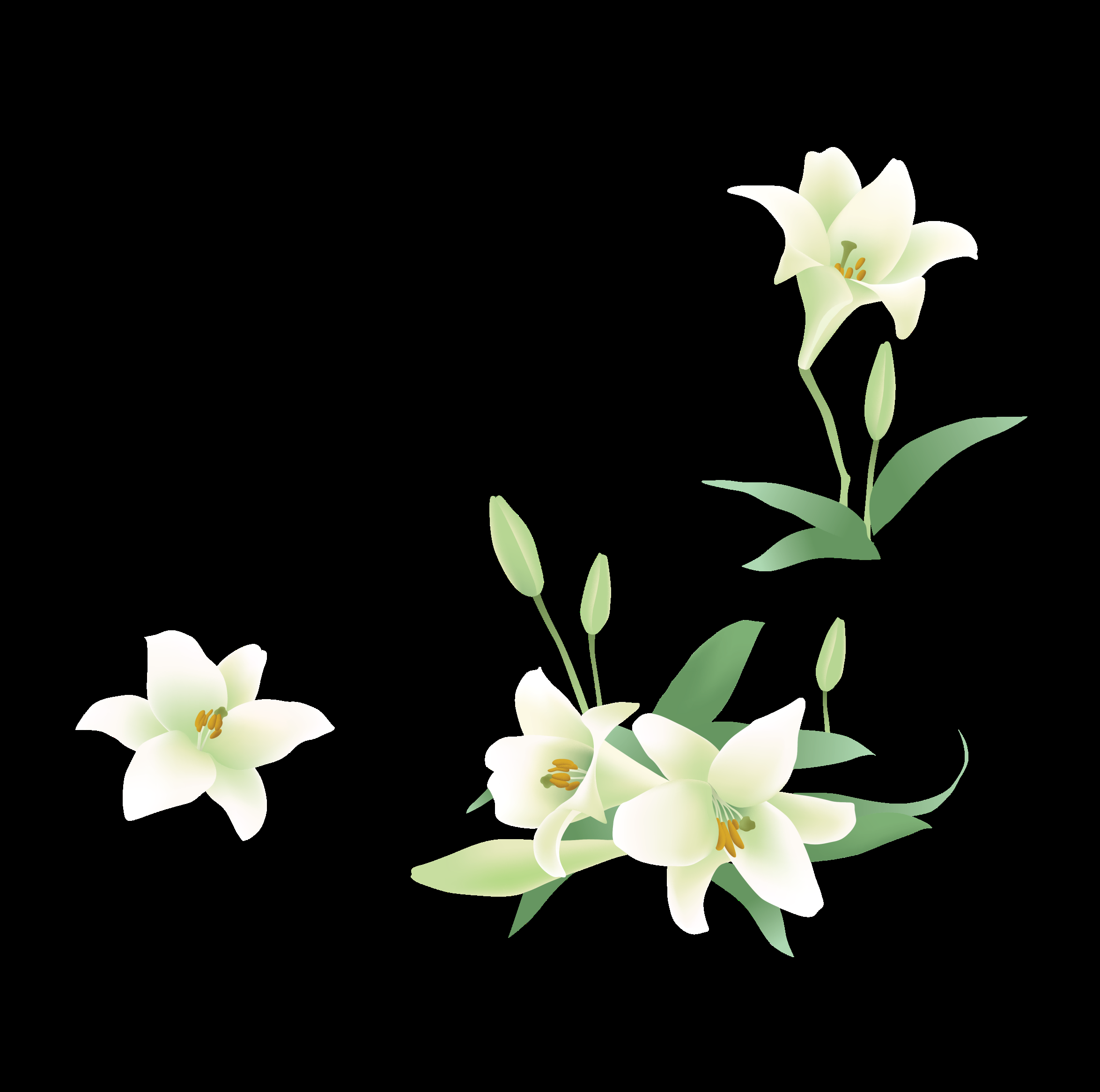 百合花免抠素材34