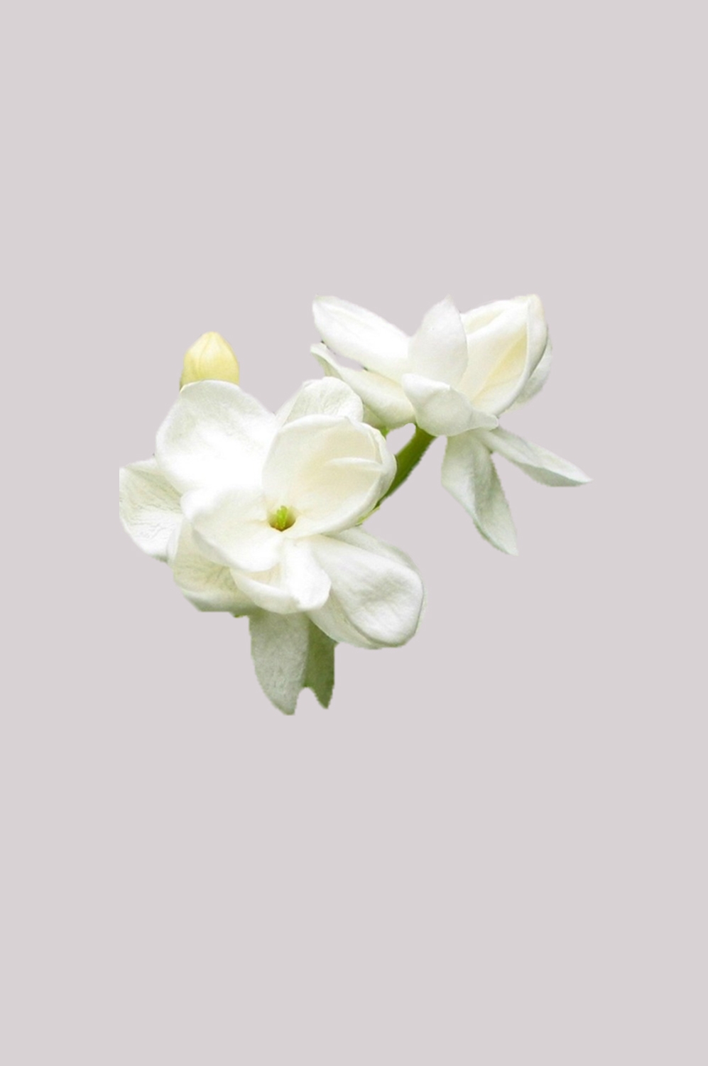 山茶花图片装饰图案插画素材10