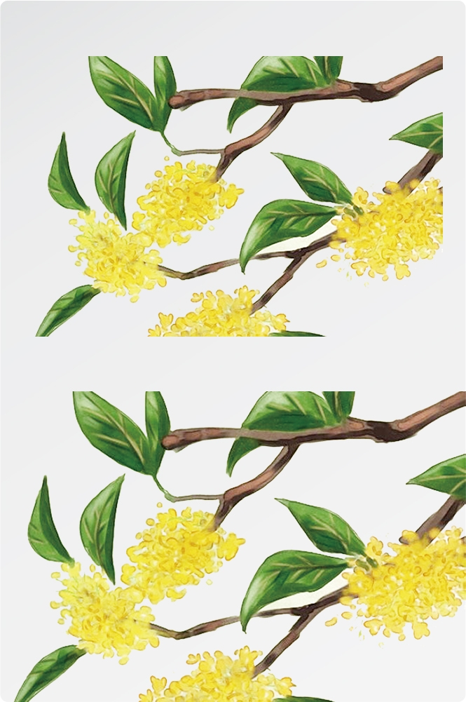卡通手绘桂花花枝图案素材元素26