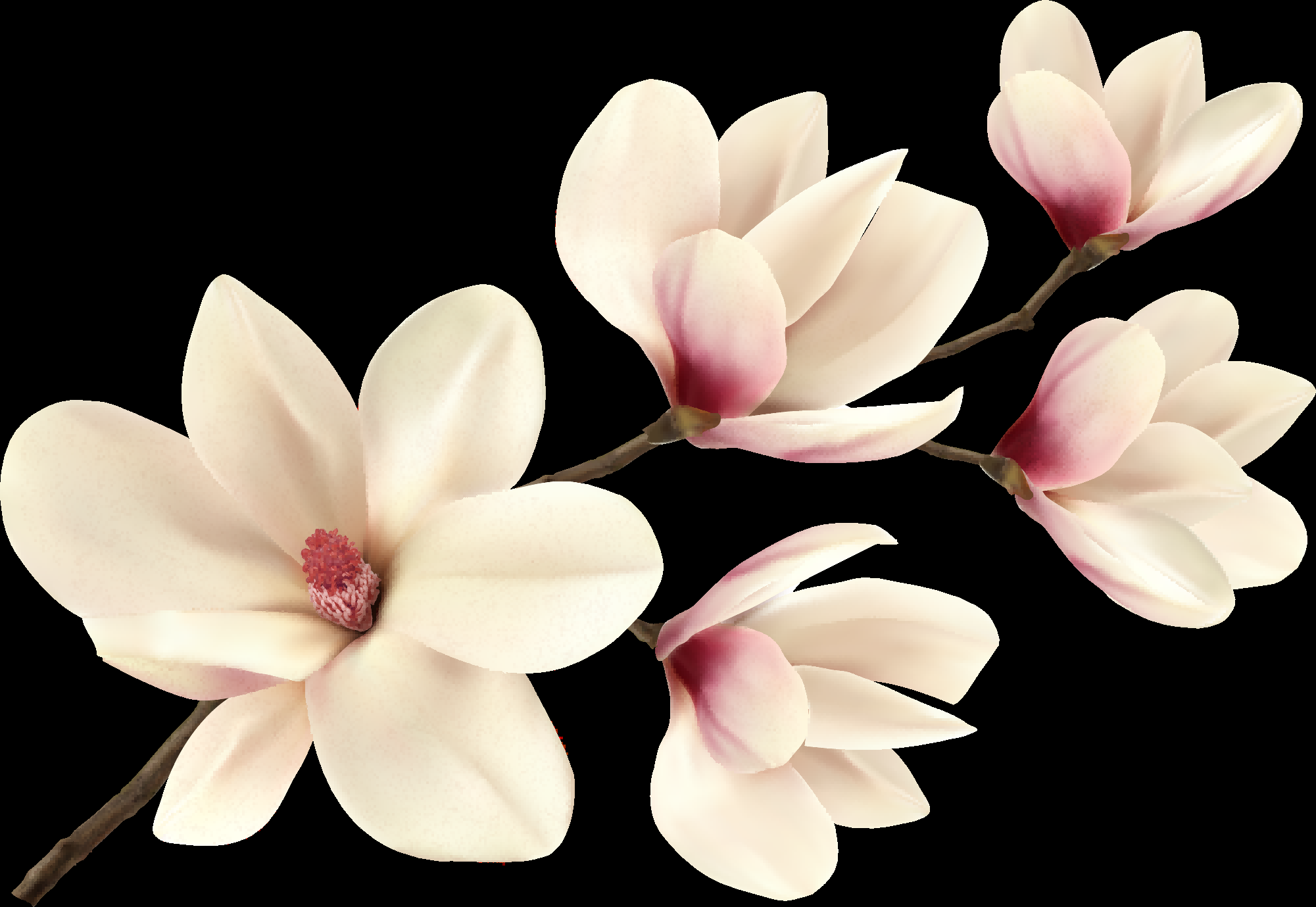 手绘淡雅玉兰花枝花朵装饰元素插图免抠素材29