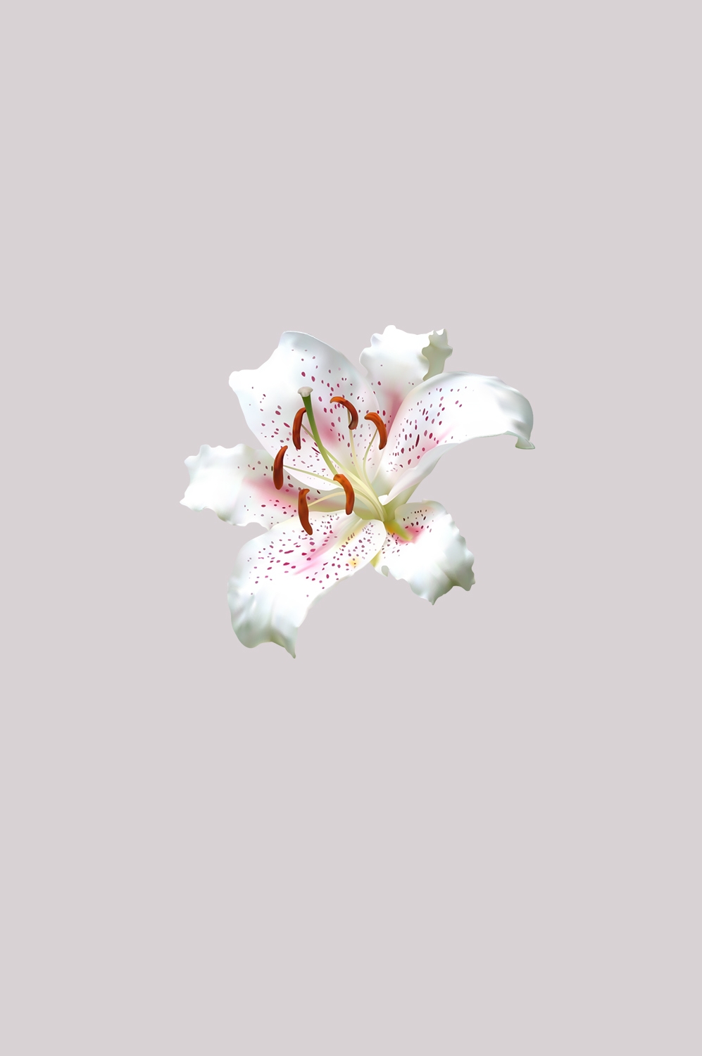百合花免抠素材25