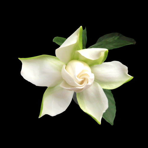 清新淡雅栀子花朵图片素材免抠元素9