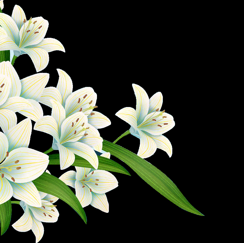 手绘淡雅玉兰花枝花朵装饰元素插图免抠素材32