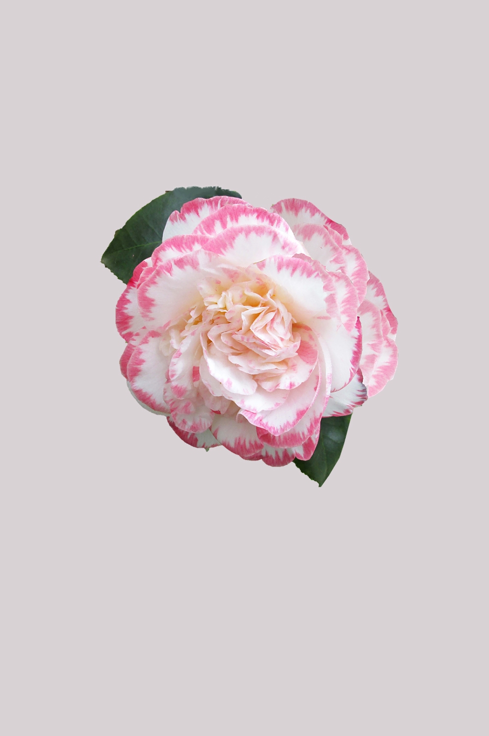 山茶花图片装饰图案插画素材40