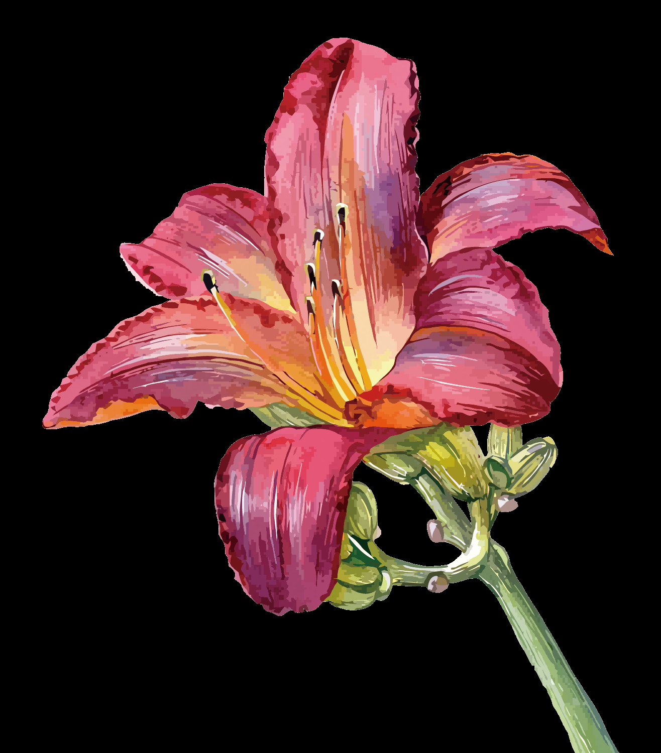 百合花免抠素材32
