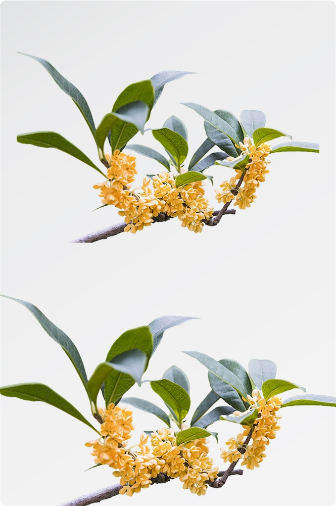 卡通手绘桂花花枝图案素材元素19