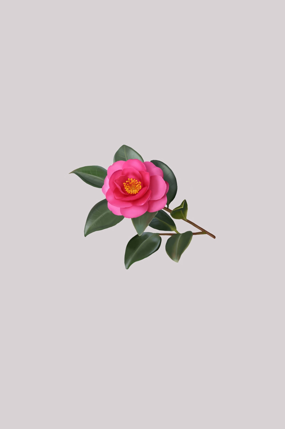 山茶花图片装饰图案插画素材25