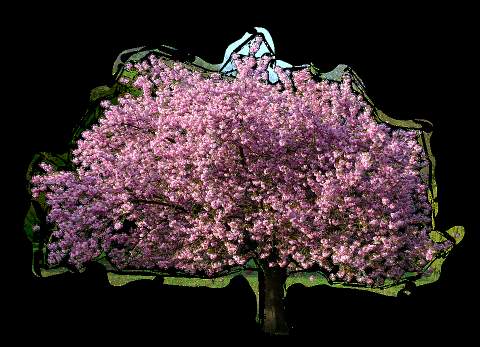 唯美樱花花树花枝樱花飘落图片装饰插图免抠9