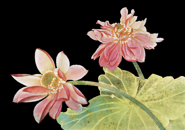 荷叶荷花素材插画装饰元素透明背景免抠素材56