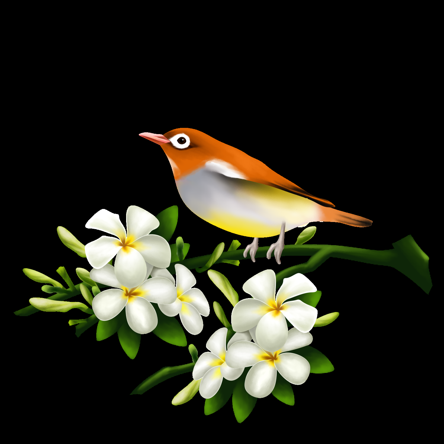 水彩手绘小鸟树枝花枝上的小鸟插画素材免抠11