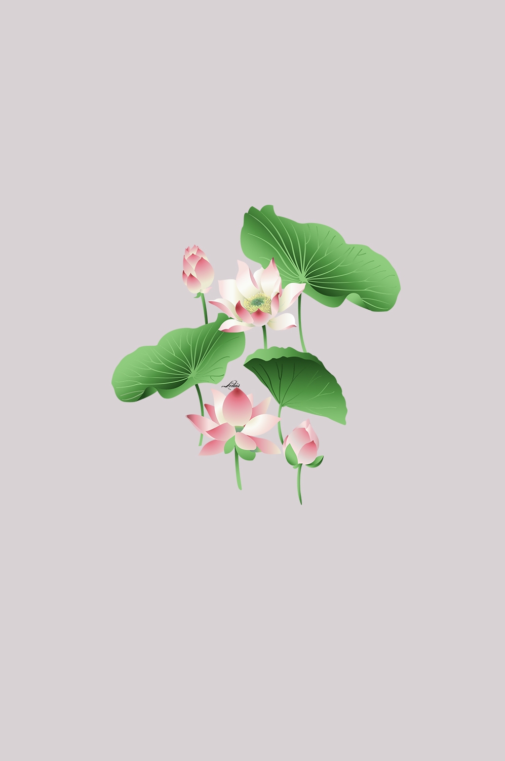 荷叶荷花素材插画装饰元素透明背景免抠素材20