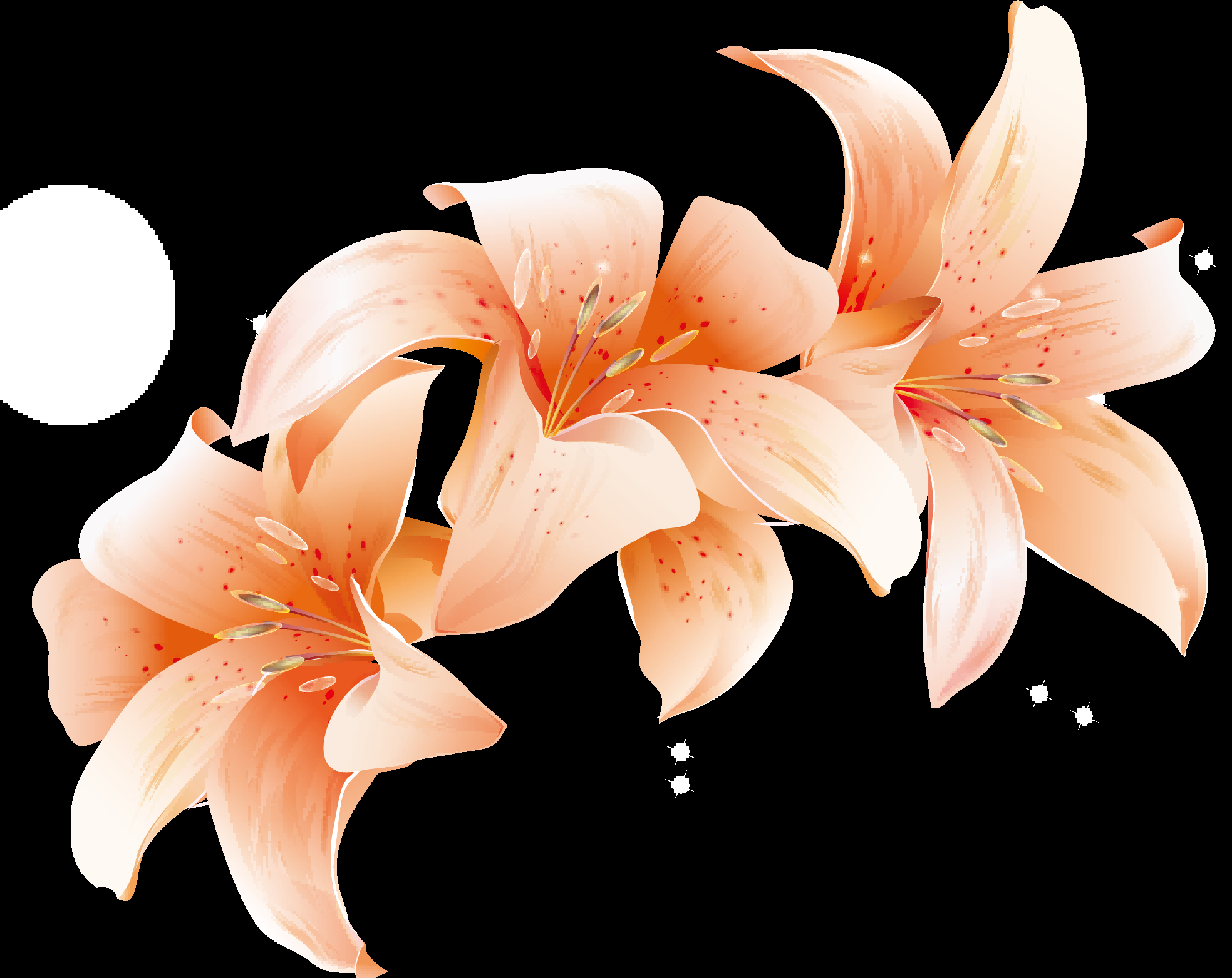 百合花免抠素材35