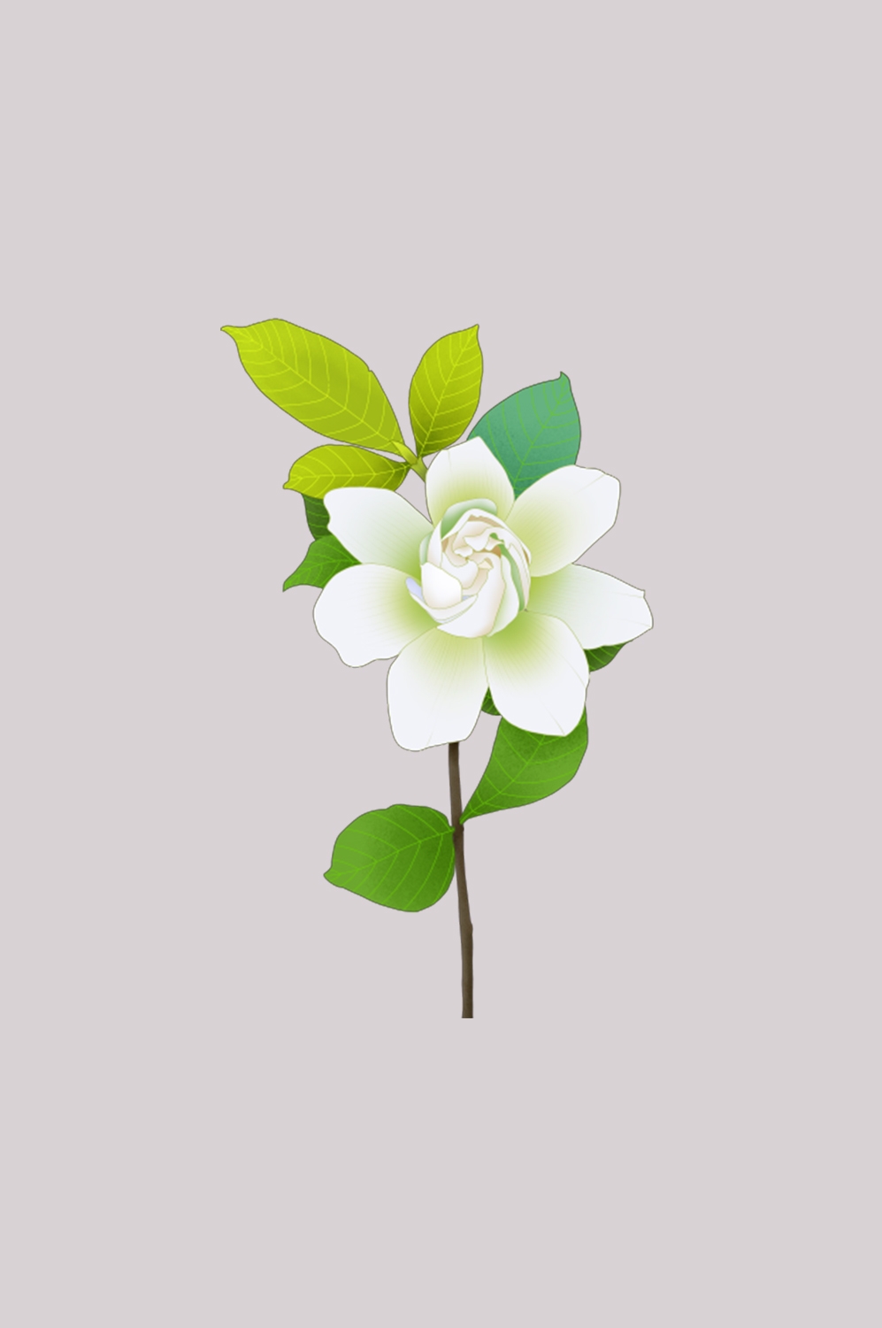 清新淡雅栀子花朵图片素材免抠元素39