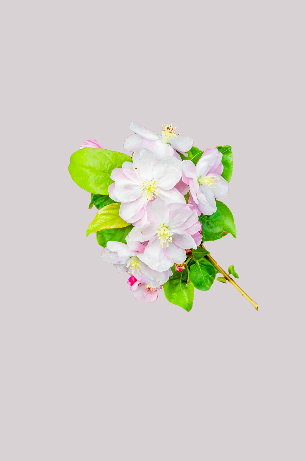 海棠花免抠元素装饰图案插画11