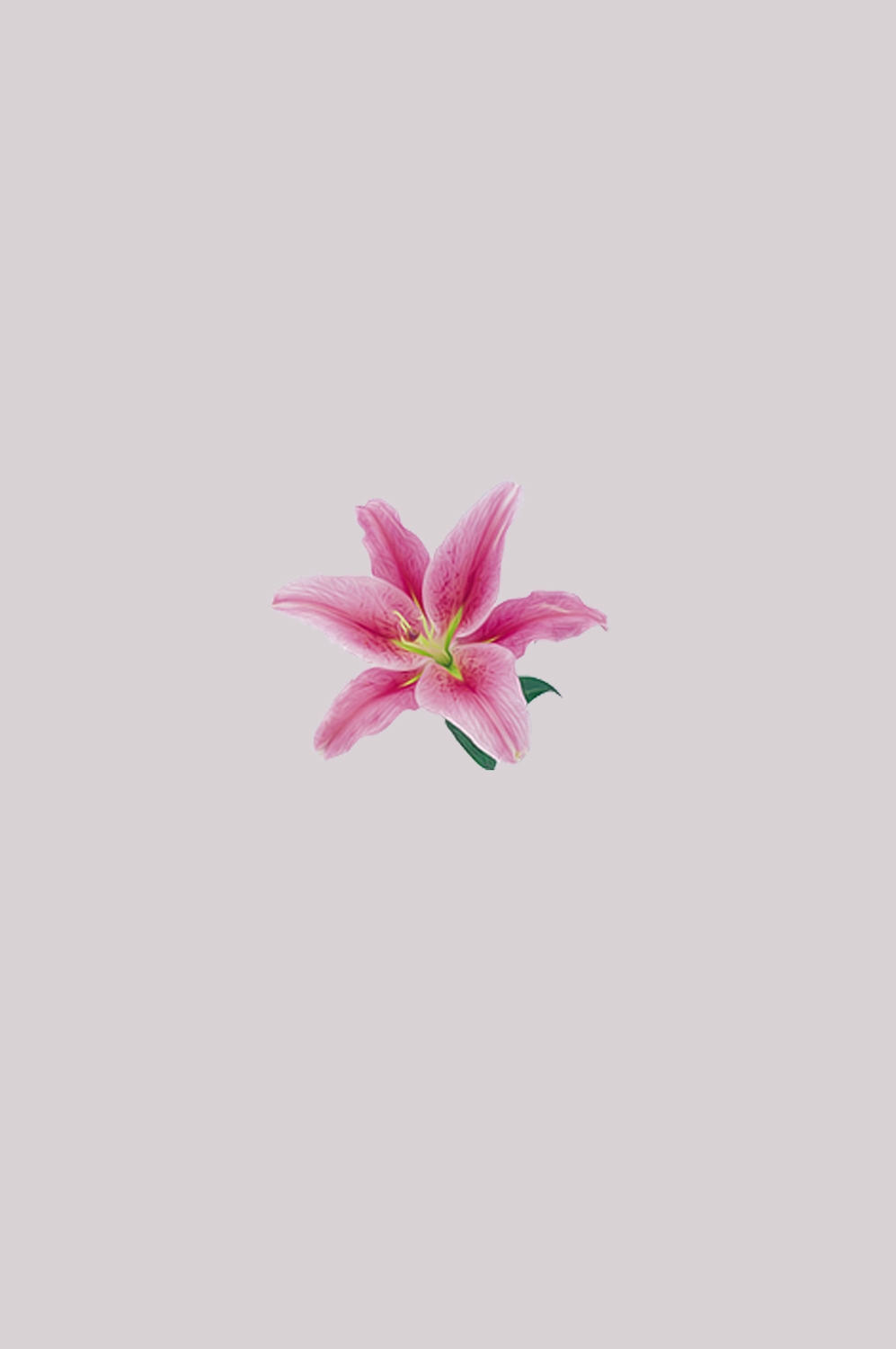 百合花免抠素材18