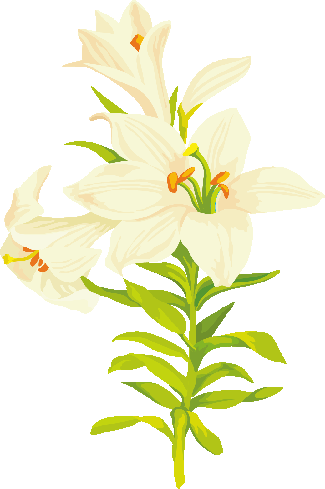 百合花免抠素材2