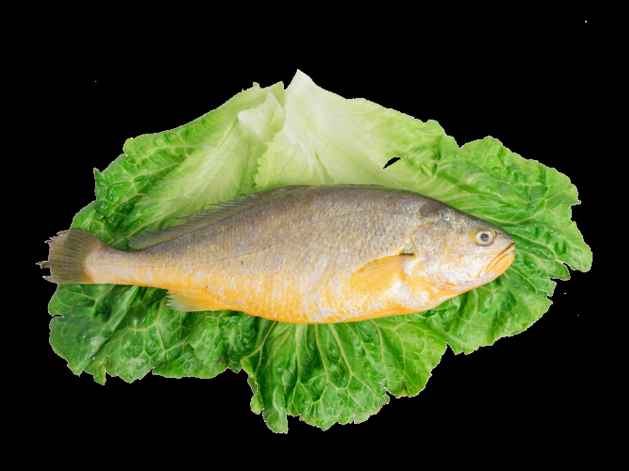 海鲜食材带鱼黄鱼素材图片元素插图免抠7