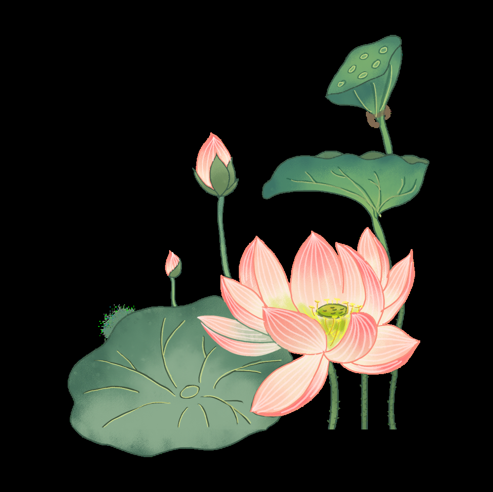 荷叶荷花素材插画装饰元素透明背景免抠素材25