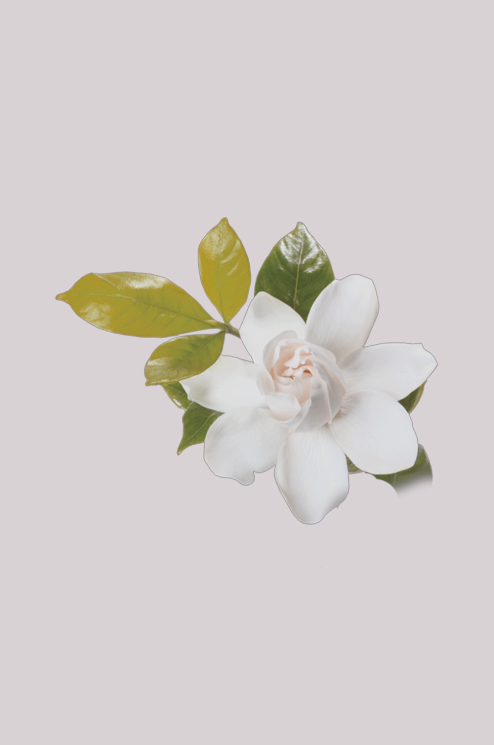 清新淡雅栀子花朵图片素材免抠元素1