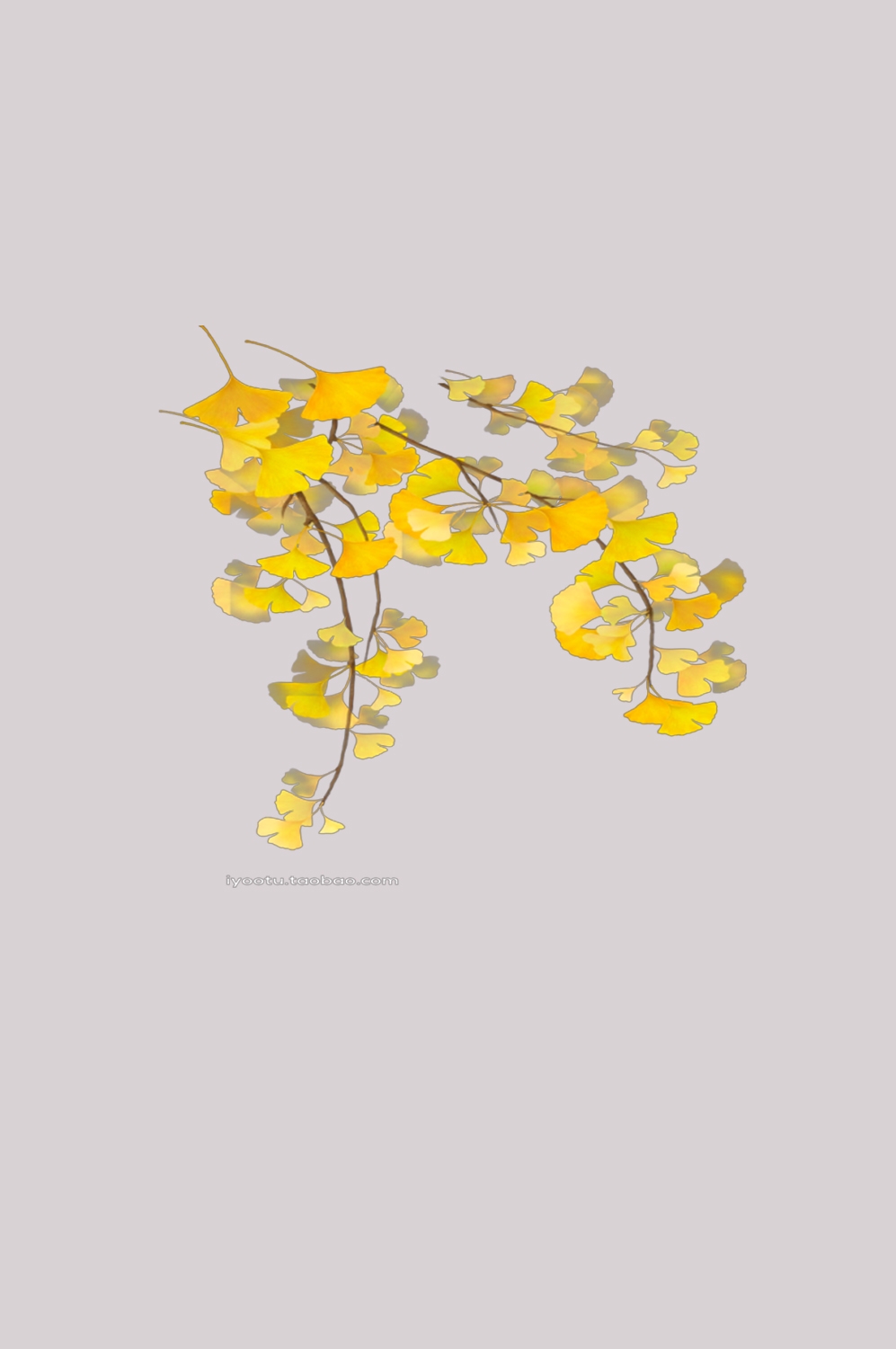 银杏叶树枝插画装饰元素免抠素材30