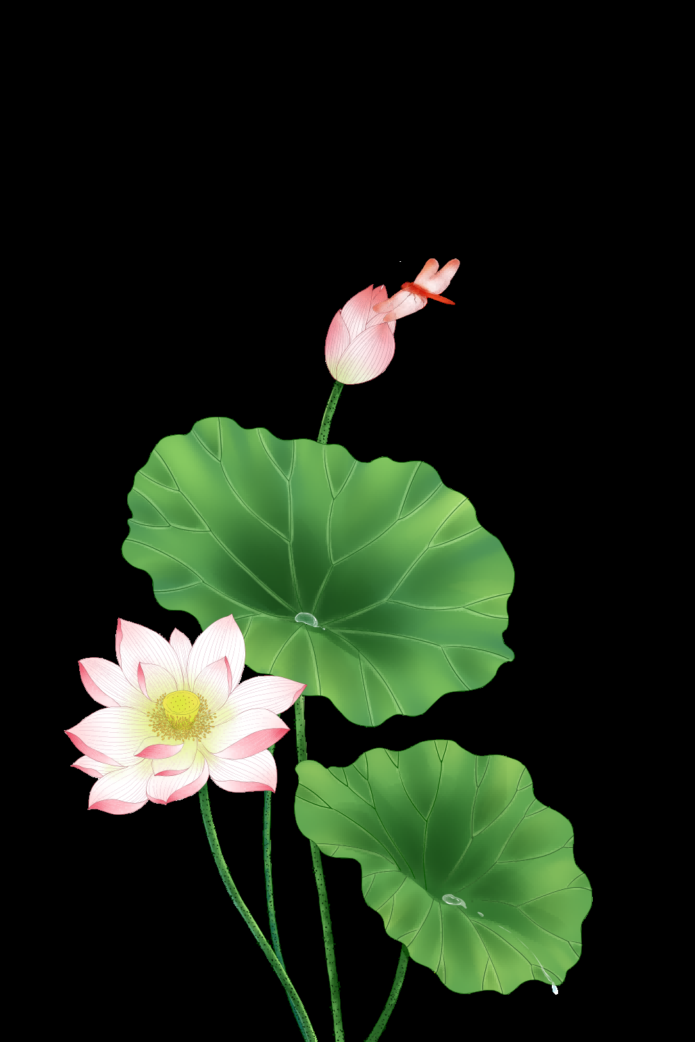 荷叶荷花素材插画装饰元素透明背景免抠素材17