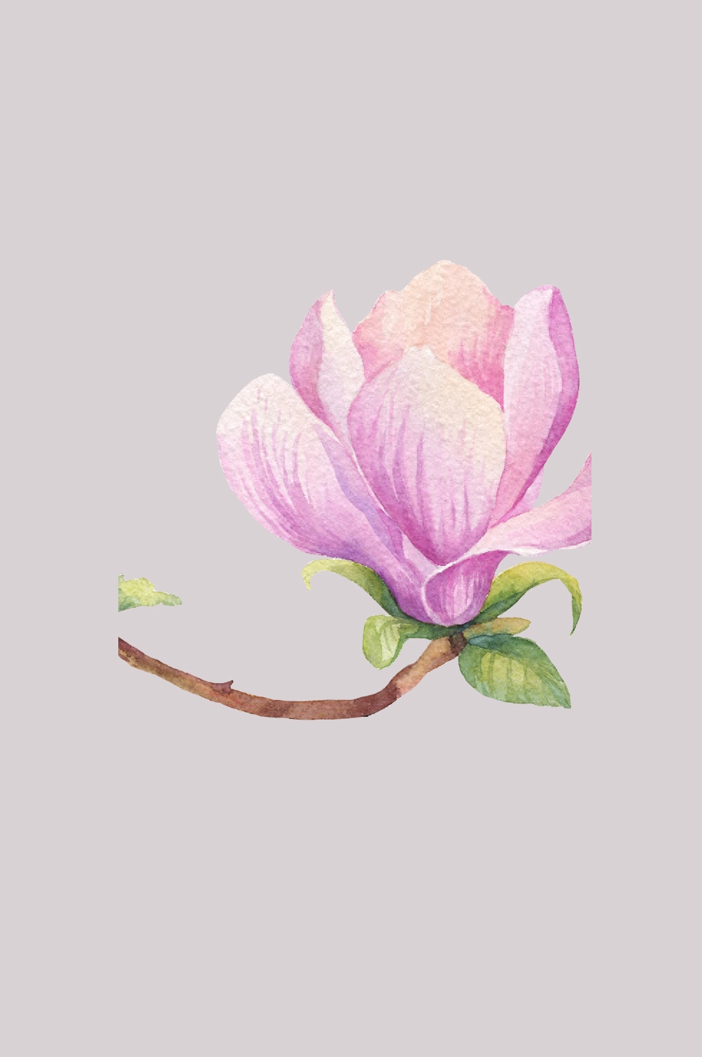 手绘淡雅玉兰花枝花朵装饰元素插图免抠素材41