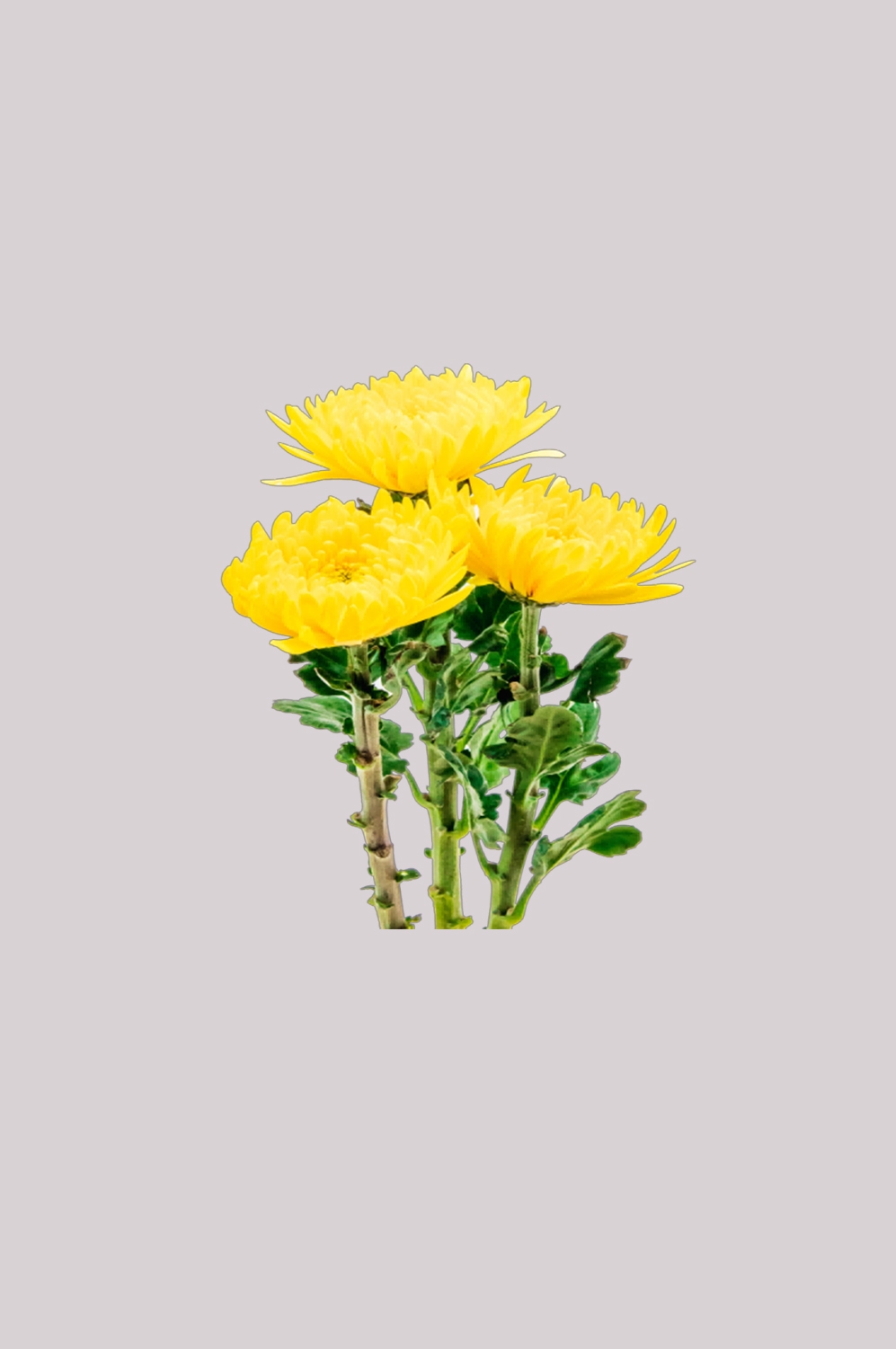 菊花雏菊装饰免抠元素素材27